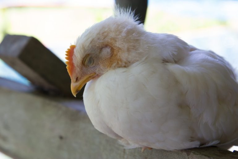 bird flu UP