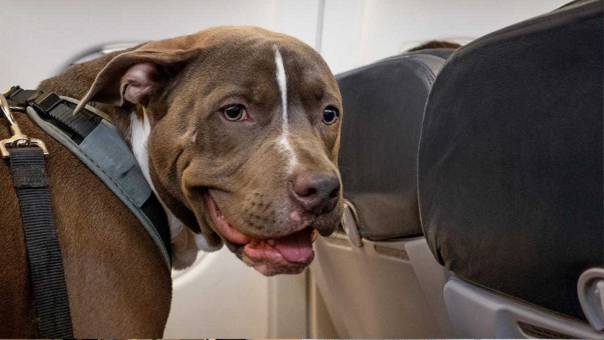 Dubai: Fly JetPets Now Allows You To Travel With Your Furry Friend By Your Side In The Cabin!