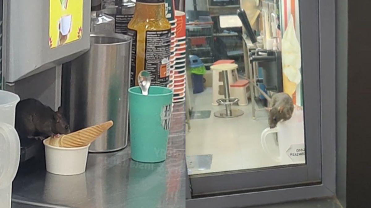 “Utterly Disgusting,” Netizens React As Viral Video Shows Rat Licking Ice Cream Cone At Mumbai’s 7-Eleven Store