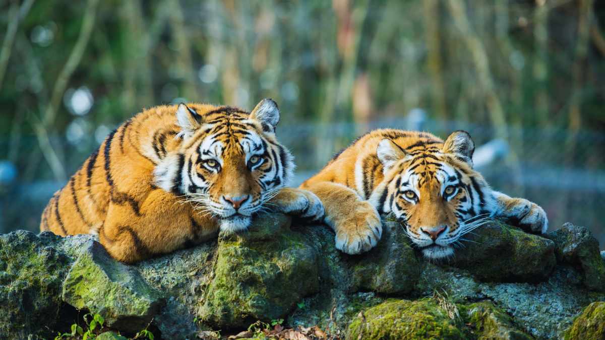 After 17 Years, Rajasthan To Once Again Airlift Tigers To Relocate Them To Its Wildlife Reserves