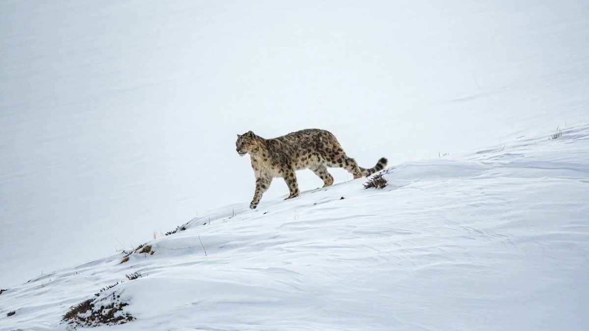13 Out Of 18 Biosphere Reserves In India Are Now On The UNESCO List; Full List Inside