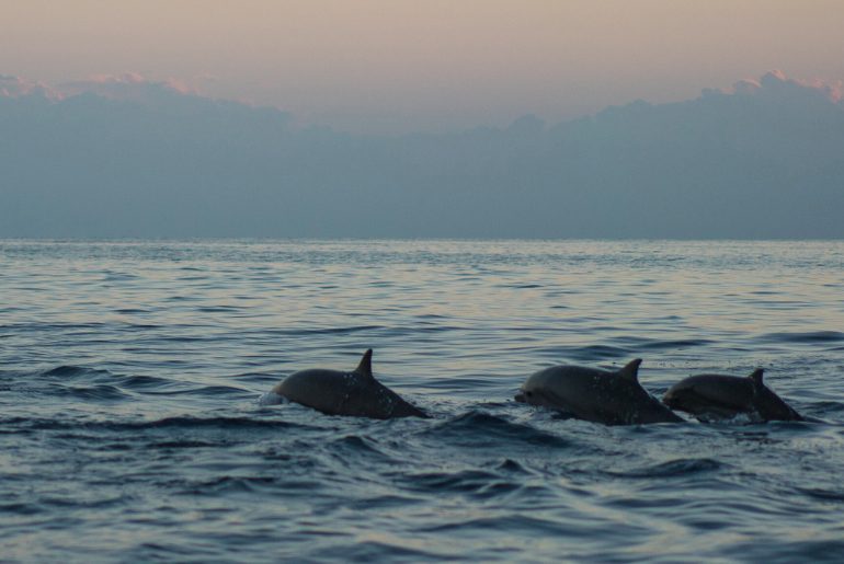 dolphins in India