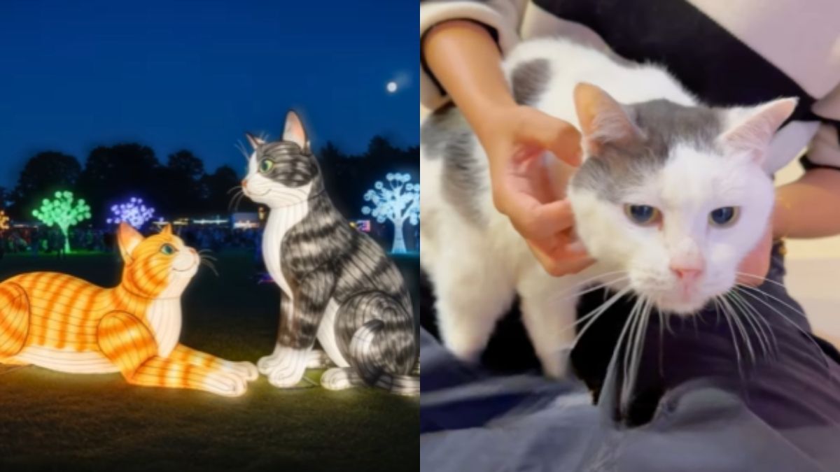 Come October, UAE’s First Glowing Cat Garden Is Coming To Ajman & You Can Visit For Just AED 5!
