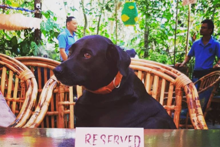 pet friendly cafes in Goa 
