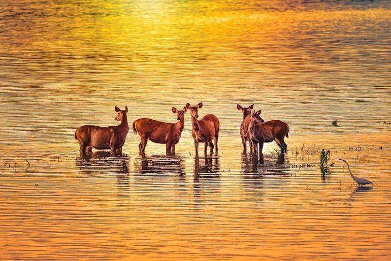 Kaziranga National Park