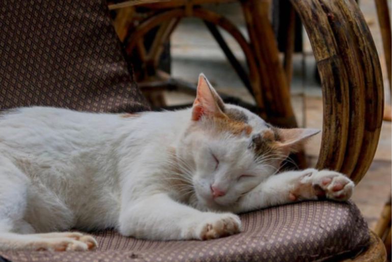 pet friendly cafes in Goa