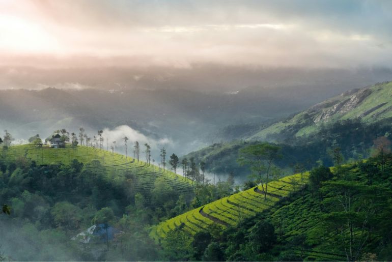 Munnar hill station