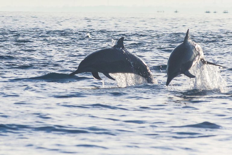 dolphins in India