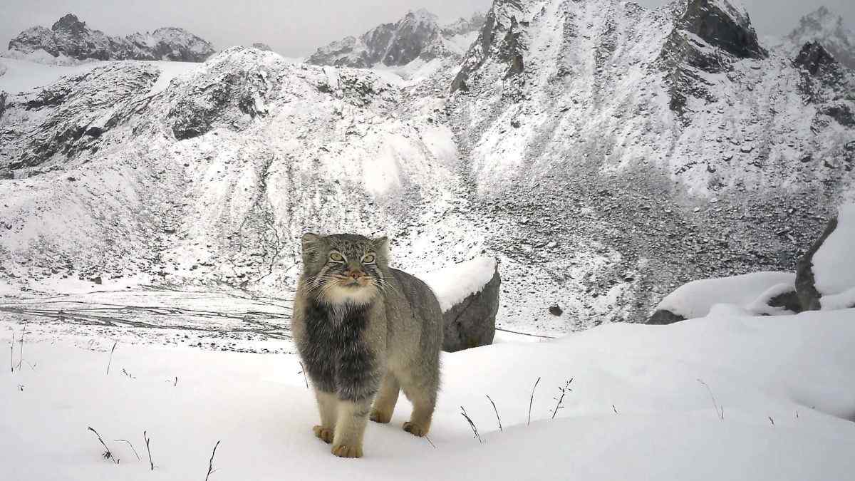 6 Wild Cat Species, Including The Rare Pallas’s Cat, Discovered And Sighted In Arunachal Pradesh