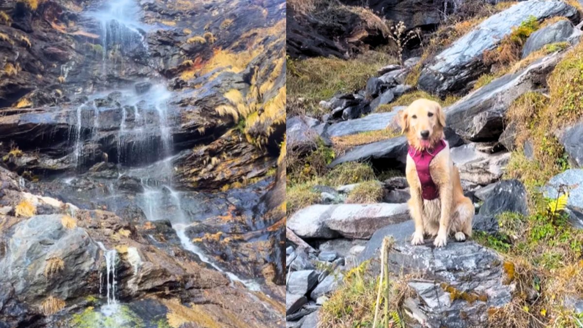 This Dog Explored An Untouched Waterfall In Himachal, And Now It’s Officially Named ‘Phiphi’s Fall’
