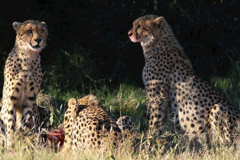 Project Cheetah