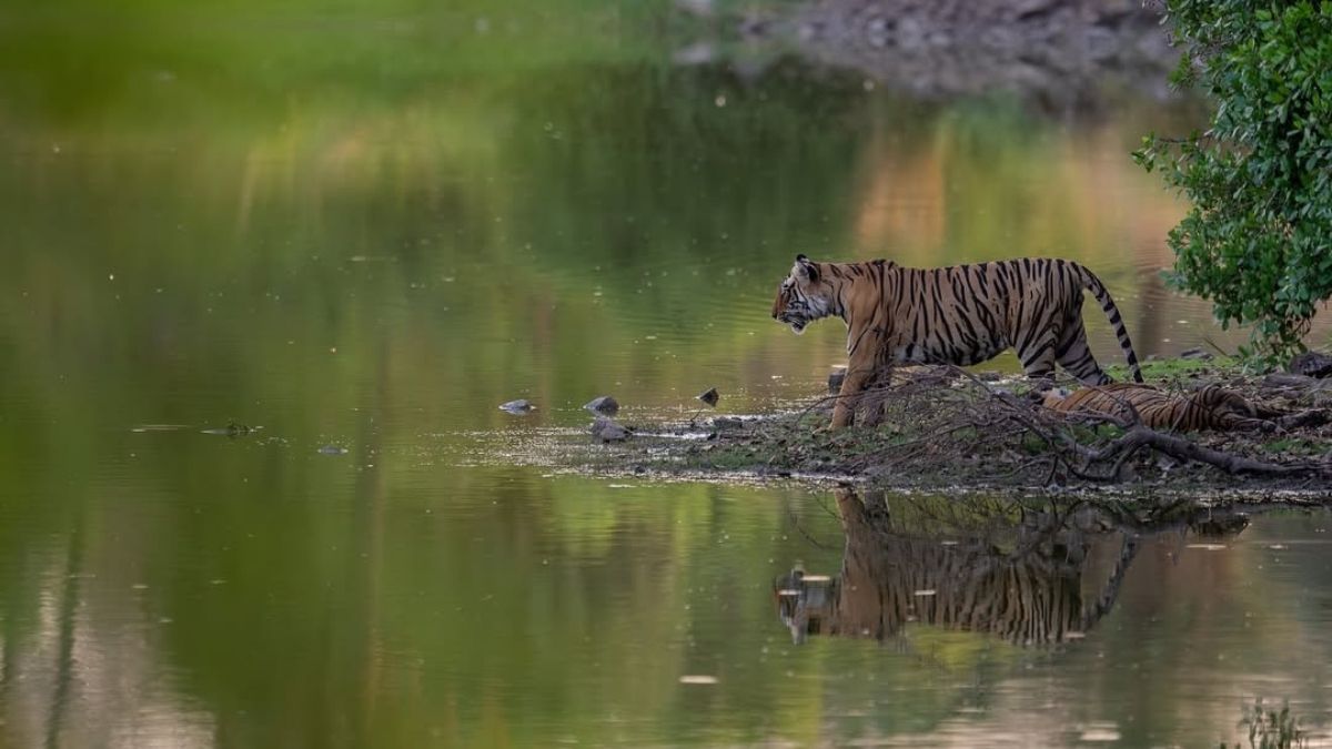 Best Time to Visit Ranthambore: How Winter, Summer, And The Changing Seasons Shape Your Safari Experience
