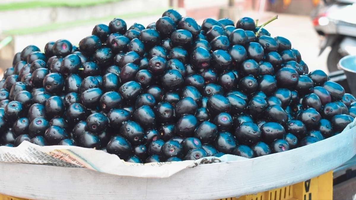 Two New Jamun Varieties Will Be Registered & Patented In Karnataka