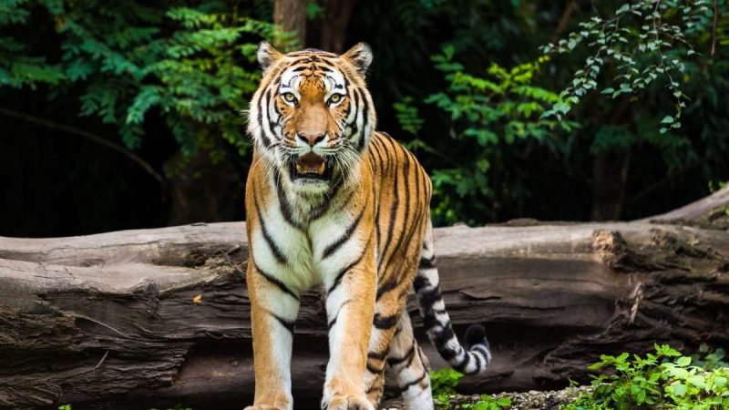 tiger Chhattisgarh