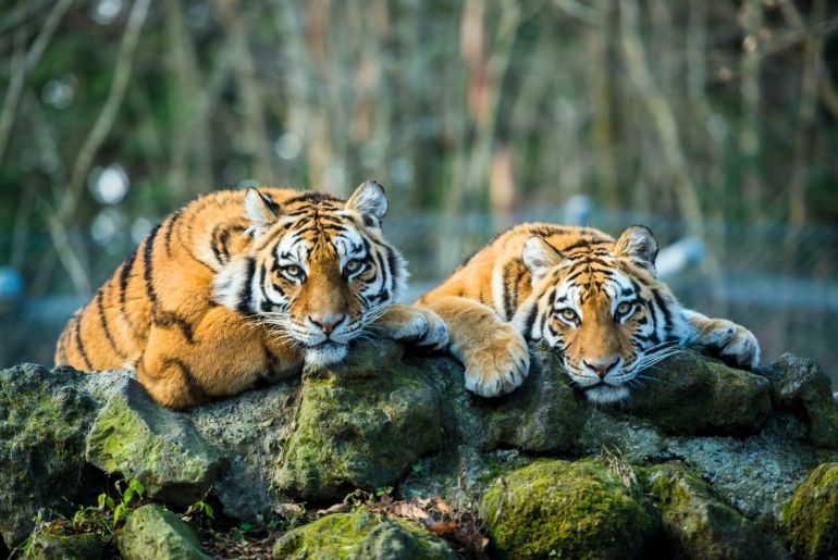tiger Chhattisgarh