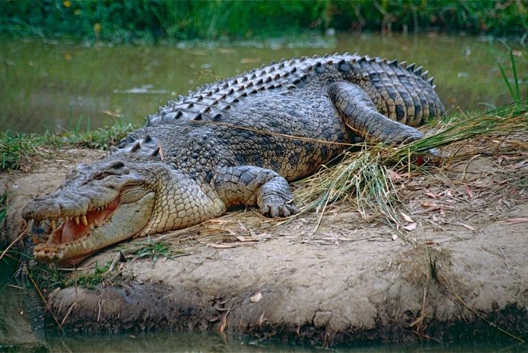 animal Sundarbans national park