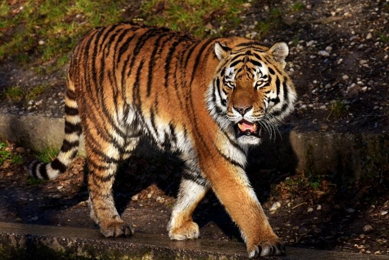 animal Sundarbans national park