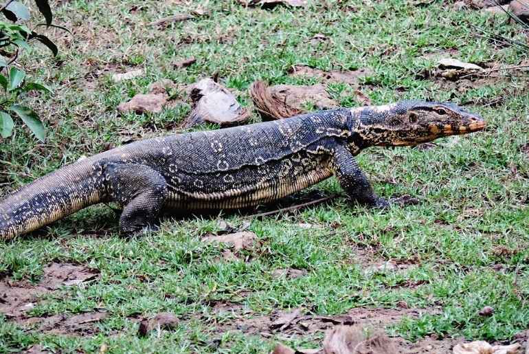 animal sundarbans national park