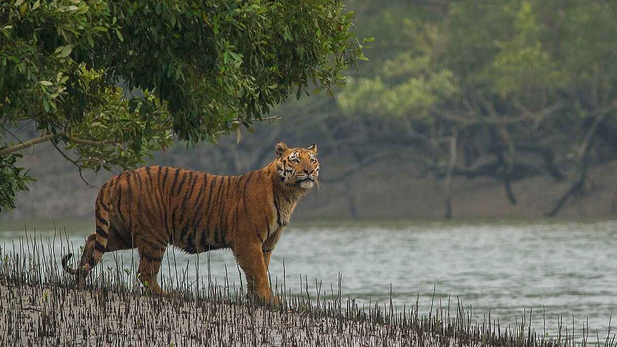 From Royal Bengal Tiger To Saltwater Crocodile: 10 Animals To Spot At Sundarbans National Park