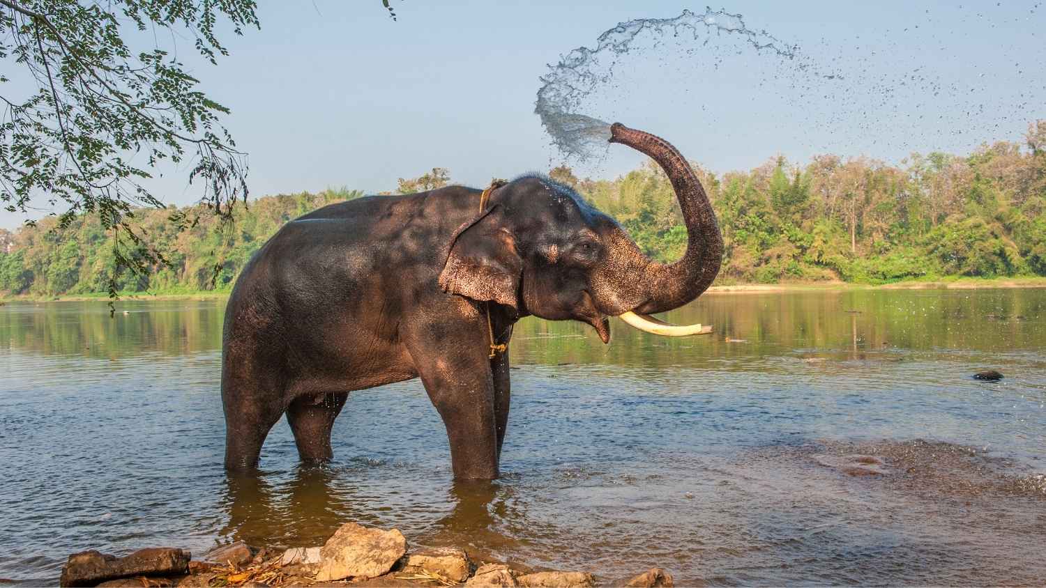 Kerala’s Captive Elephants Face Health Issues, Stress; Experts Urge Natural Habitats And Better Care