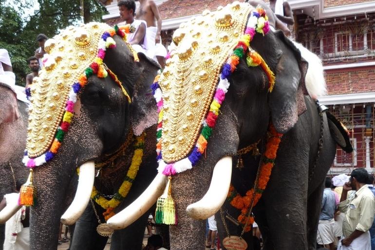 kerala captive elephants
