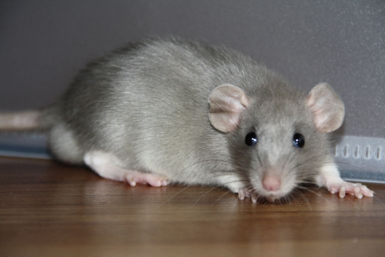 IndiGo flight rat