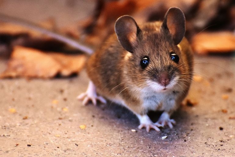 rat indore airport