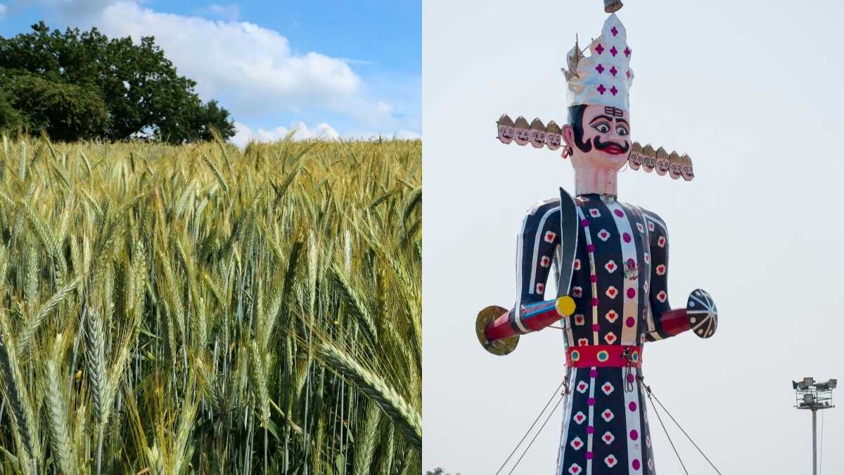 Dusshera 2025: Why Is Jau Sown During Navratri, And What Are Its Health Benefits?