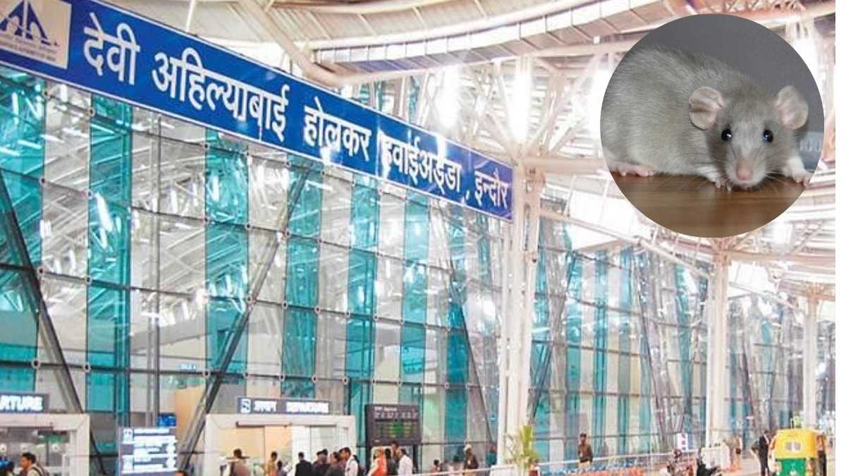 Rat Crawls Into Passenger’s Pants, Bites Him Near Knee At Indore Airport; Triggers Safety Concerns
