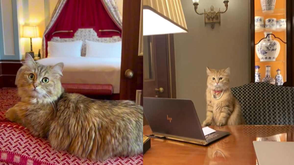 Lilibet, A Siberian Cat, Lives Rent-Free At London’s Finest 5-Star Hotel; This Aristo-Cat Eats Caviar & Greets Guests