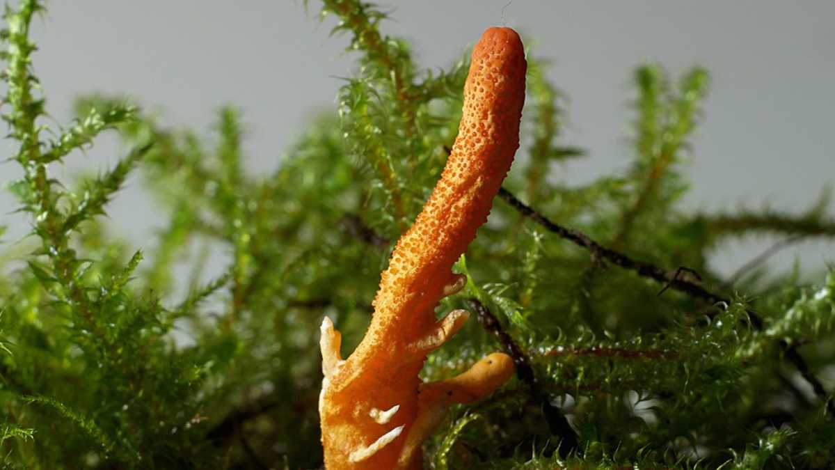 Did You Know The World’s Costliest Mushroom Costs ₹15 Lakh/Kg And Grows In The Himalayas? 