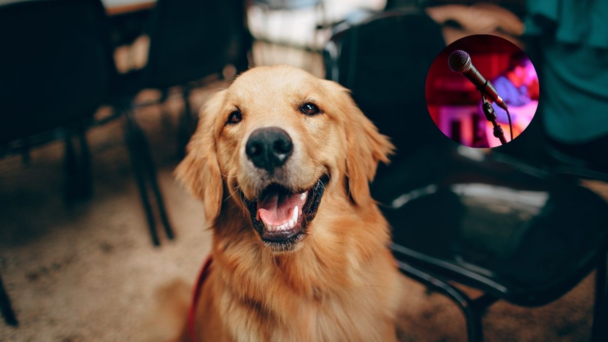 Dubai’s First Dog-Friendly Comedy Night Is Happening This October & You Can’t Miss This!
