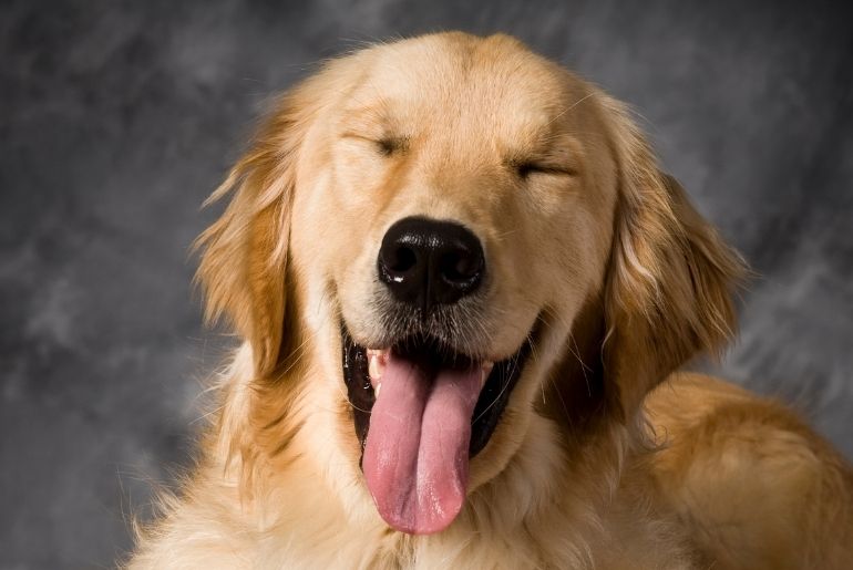 dog laughing
