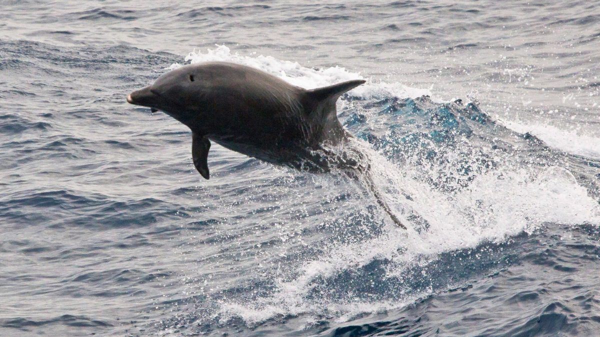 From Bihar To Goa, 8 Best Places In India To Spot Dolphins In Rivers, Lakes & Seas