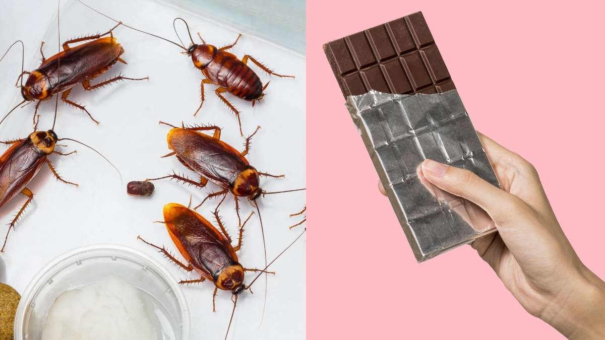 From Cockroach Parts In Coffee To Rodent Hair In Peanut Butter, These 10 Foods Are Surprisingly Gross!