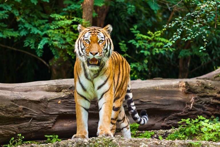 tiger Yedshi Ramling Ghat Sanctuary