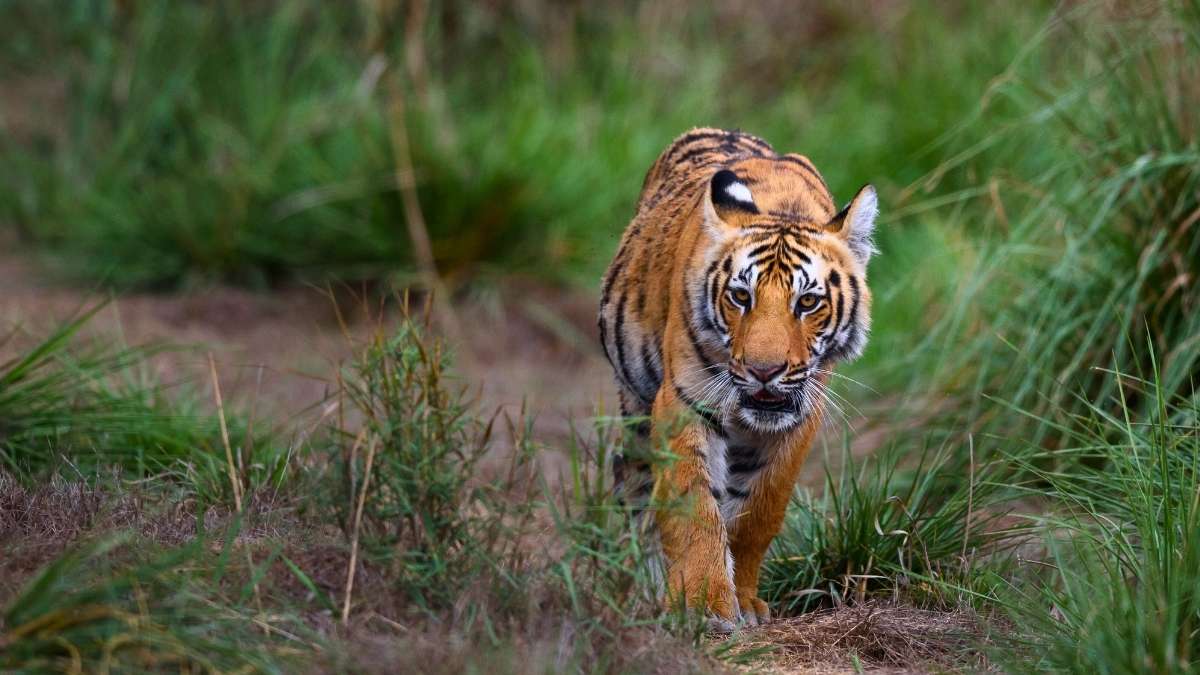 A Tiger Travelled 450 Km To Make Ramling Ghat Sanctuary Its New Home; What’s Special About This Wildlife Spot?
