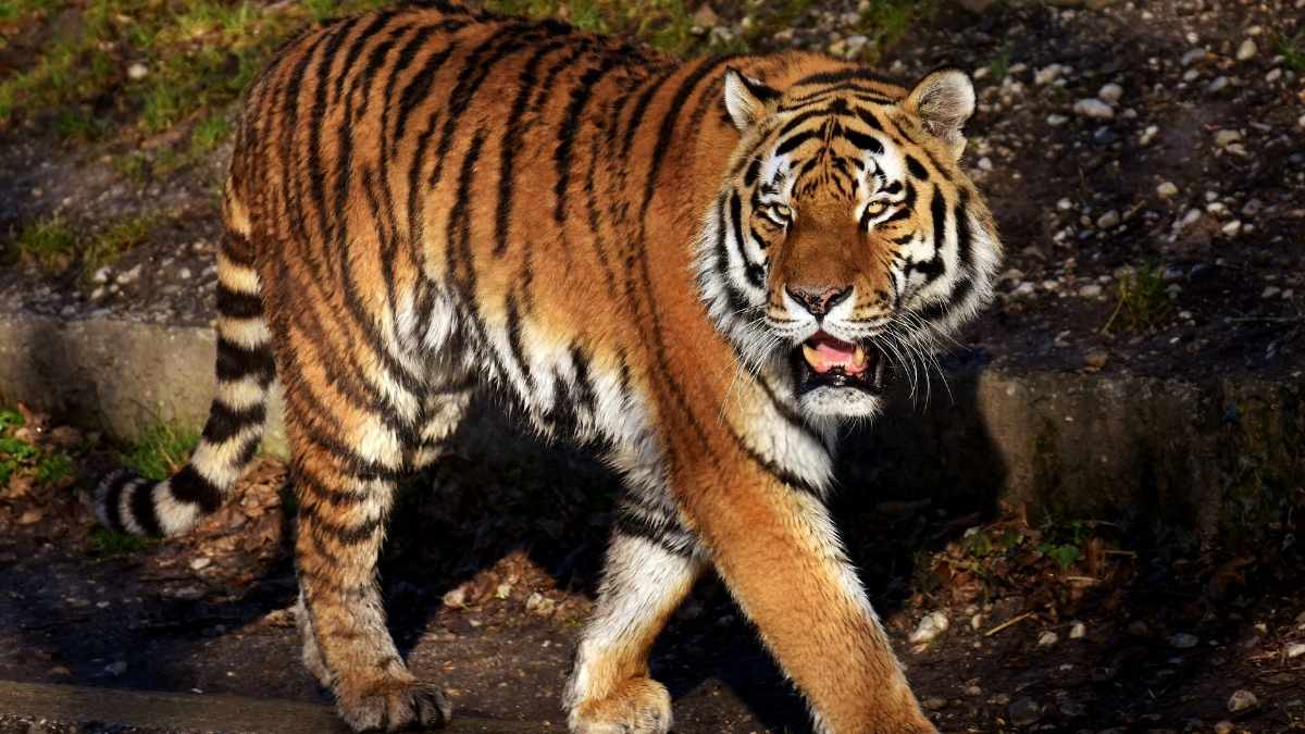Three Tigers Named After Warrior Ranks Of Shivaji’s Army In Sahyadri Tiger Reserve