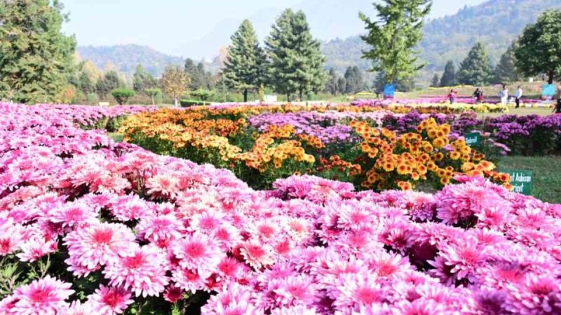 In Pics: After Tulips, Kashmir Opens Asia’s Largest Chrysanthemum Garden, ‘Bagh-e-Gul-e-Dawood’ In Pics: After Tulips, Kashmir Opens Asia’s Largest Chrysanthemum Garden, ‘Bagh-e-Gul-e-Dawood’