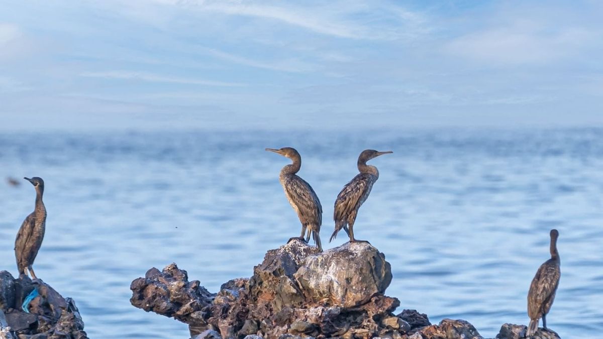 Sharjah’s Sir Bu Nair Island Reopens, Inviting Visitors With Free Sea Trips