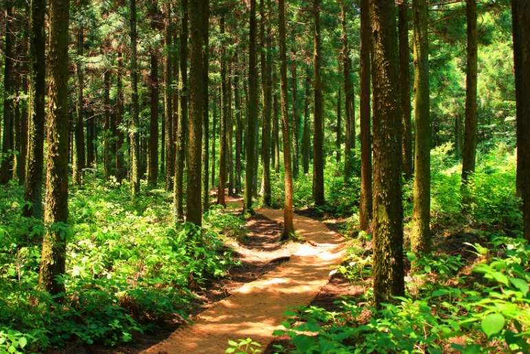 India forest