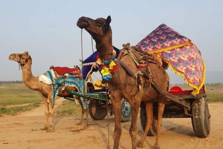 Pushkar Camel Fair 