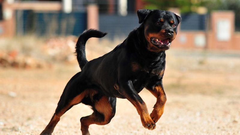 Why Has Chandigarh Banned 6 Dog Breeds Like Pitbulls & Rottweilers? Here’s Everything You Should Know Why Has Chandigarh Banned 6 Dog Breeds Like Pitbulls & Rottweilers? Here’s Everything You Should Know
