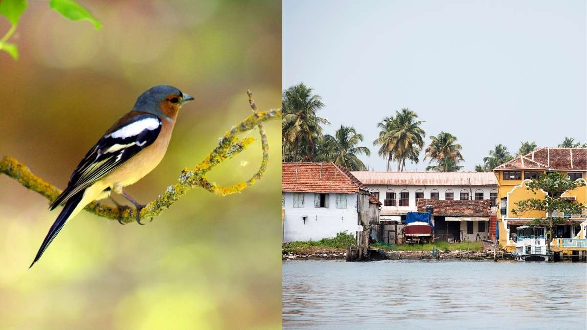 Birdwatching Travel In India Jumps 41%, Kochi Emerges As Top Choice For Nature Lovers
