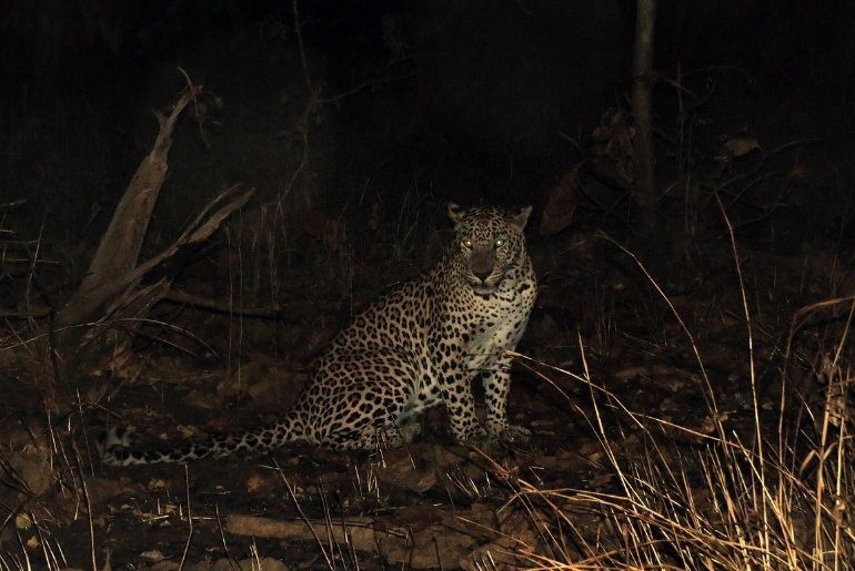 Gir National Park 