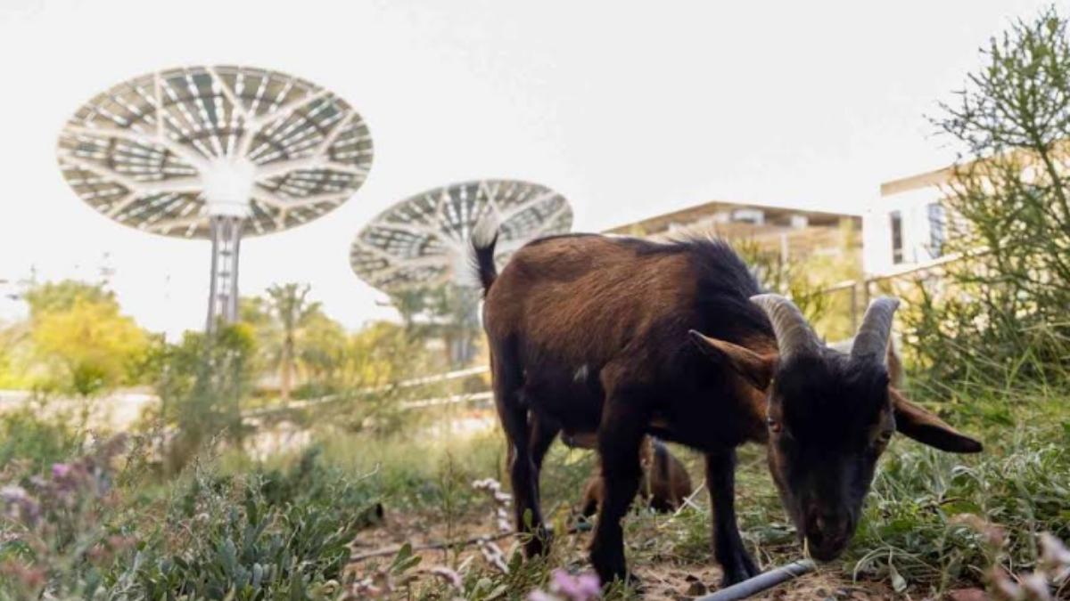 Goats At Expo City Dubai? A Family-Friendly Event Is Coming To Terra With Eco-Activities, Crafts & More