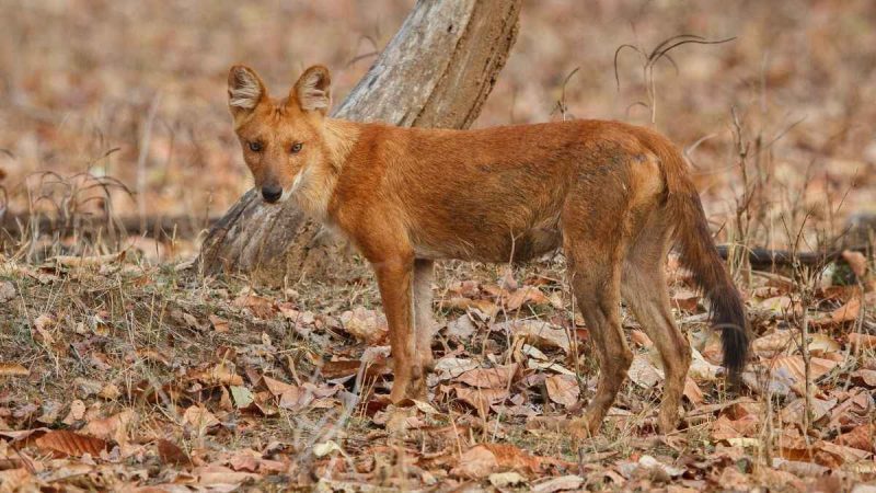 What Is So Special About Endangered Indian Wild Dogs Or Dhole? 5 Places You Can Spot Them In India What Is So Special About Endangered Indian Wild Dogs Or Dhole? 5 Places You Can Spot Them In India