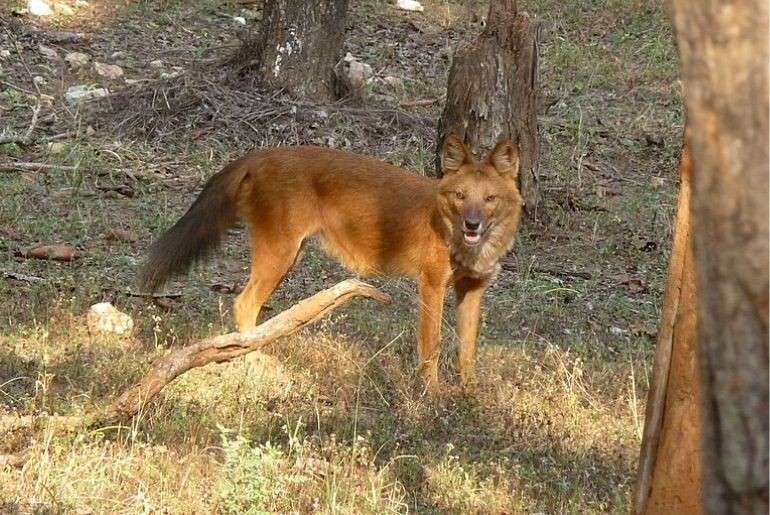 Indian wild dogs 
