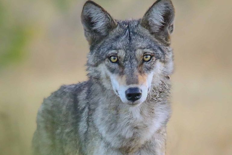 Exotic animals to spot in pench national park