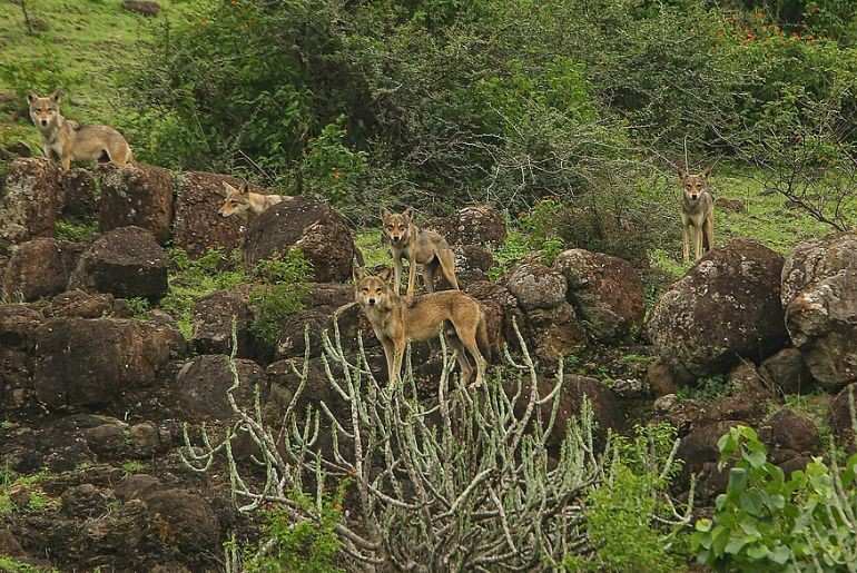 Mahuadanr wolf sanctuary Jharkhand 